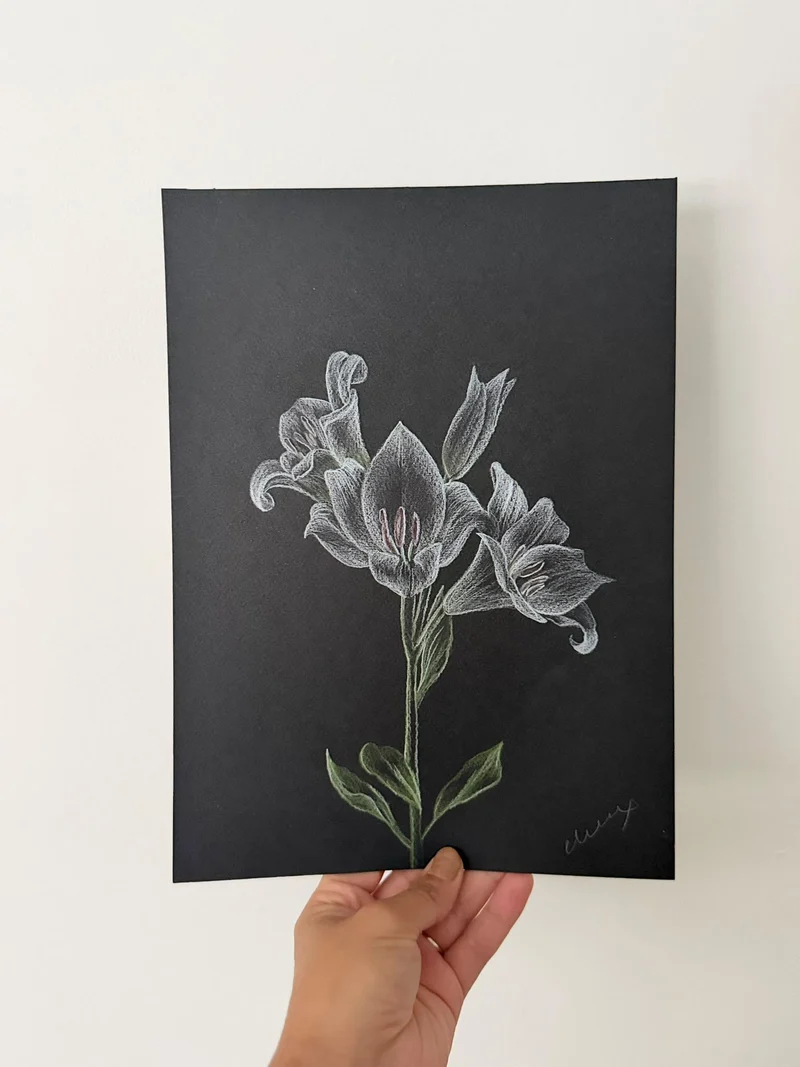 White pencil lily with green stem on black paper