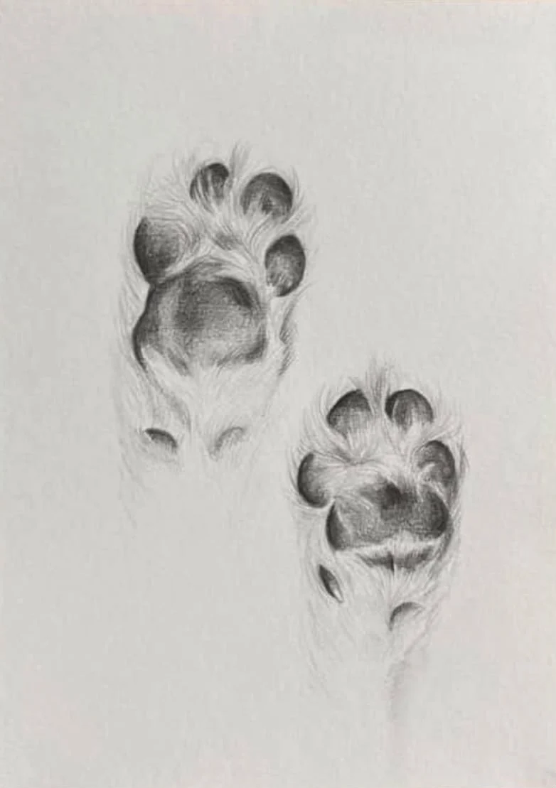 Graphite pencil drawing of two dog paw prints