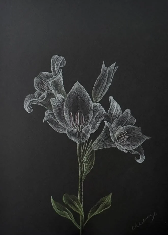 White pencil lily with green stem on black paper