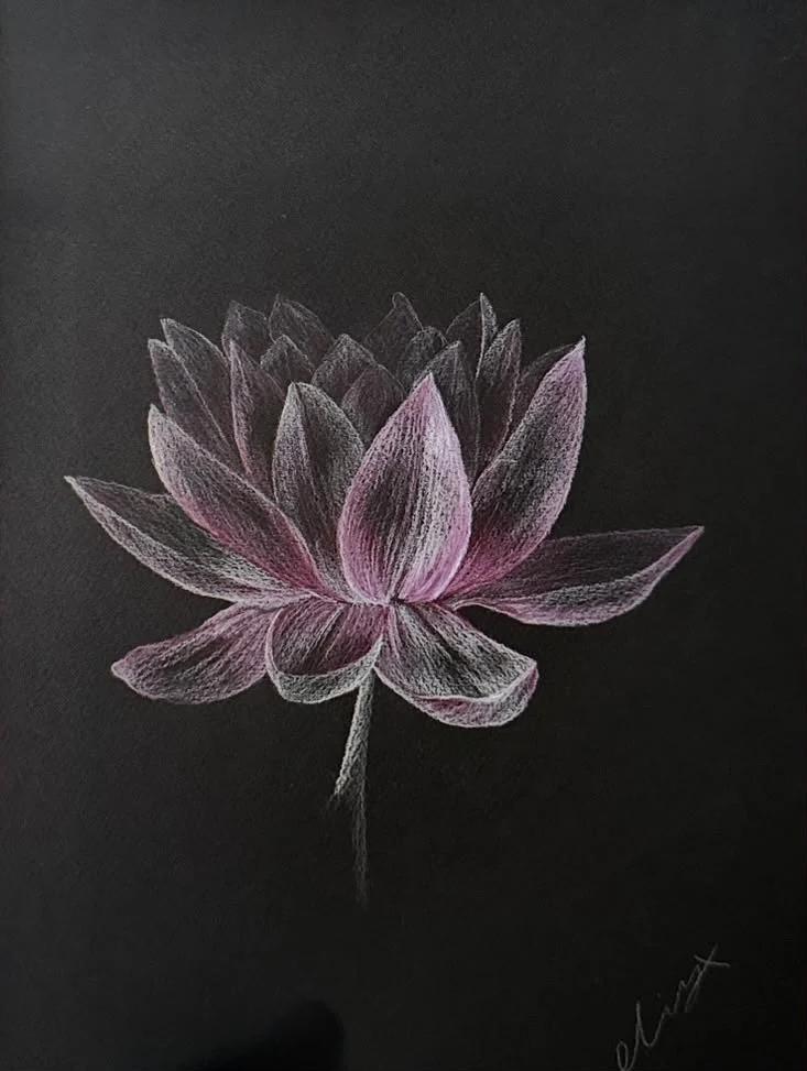 Pink and white pencil lotus flower on black paper
